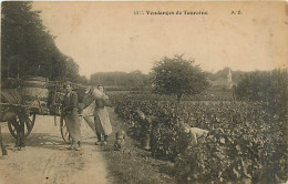 37* TOURAINE Vendanges     MA101,0327 - Viñedos