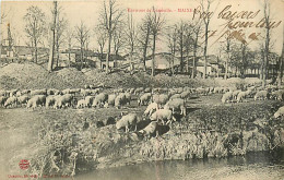 54* MAIXE  Moutons       MA102,0566 - Veeteelt