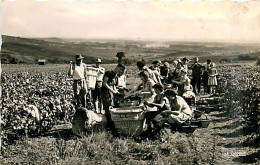 51* AY  Vendanges (cpsm 9x14)       MA102,0281 - Ay En Champagne