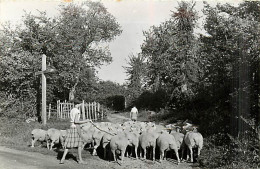 58* PREMERY  Rentree Moutons (cpsm 9x14)        MA102,0987 - Breeding