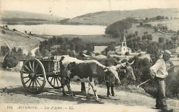 63* AUVERGNE  Attelage Bufs   MA103,0462 - Spannen