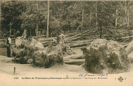 94* VINCENNES Bois Apres Cyclone  1908  MA106,0790 - Vincennes