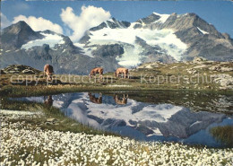 11713595 Berninapass Wollgras See Mit Piz Cambrena Bernina - Autres & Non Classés