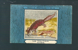 R105 - IMAGE CHOCOLAT UNION - SERIE REPTILES - TRITON - Other & Unclassified