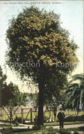 11705556 Santa_Cruz_California Famous Rose Tree - Autres & Non Classés