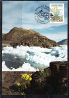 GREENLAND GRONLANDS GROENLANDIA GRØNLAND 1989 1992 1990 FLORA PLANTS  PAPAVER RADICATUM 10k MAXI MAXIMUM CARD CARTE - Cartas Máxima