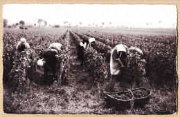 22158 / ⭐ Vendanges En BOURGOGNE (21) Vendangeuses 1950s 21-Cote D'Or Editions De L' EST 2214 - Autres & Non Classés