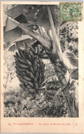 988 CALEDONIE - Un Regime De Bananes Sur Pied  - Nouvelle Calédonie