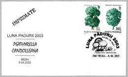 Luna Padurii - PSATHYRELLA CANDOLLEANA - Setas - Mushrooms. Mera 2003 - Champignons