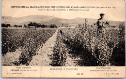 84 SAUMANE - Pepinere Des Vignes Ets Marcel FLORIMOND - Andere & Zonder Classificatie