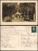 Ansichtskarte  Schwarzwild Im Harz 1932  Gel. Bahnpoststempel - Non Classés