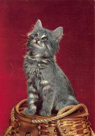 AK Katze - Maine Coon Baby - Cats