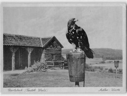 39117107 - Berlebeck (Teutob. Wald). Kaiseradler Sascha, Adler-Warte Ungelaufen  Kleiner Knick Am Linken Rand In Der Mi - Sonstige & Ohne Zuordnung