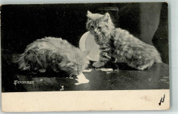 39795307 - Kitten LF Co. No. 1927 - Gatos