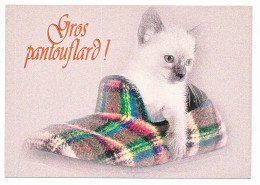 CPSM / CPM 10.5 X 15 Chaussures  Chat (22)  Chaton  Dans Une Pantoufle  "Gros Pantouflard!" - Gatos