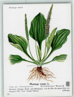 10518207 - Blumen  Plantago Major L. - Gesundheit