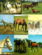 40166807 - Pferde Lot Mit  13 AK; Ueberwiegend Gute Erhaltung, Nicht Gelaufen - Horses