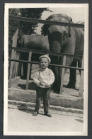 LITTLE BOY AND THE ELEPHANT ZOO, REAL PHOTO PC - Elefantes