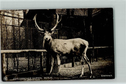 12096307 - Zoo Berlin NPG Foto - Edelhirsch 1918 AK - Sonstige & Ohne Zuordnung