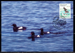 GREENLAND GRONLANDS GROENLANDIA GRØNLAND 1987 1990 1989 HALIAEETUS ALBICILLA 5.50k MAXI MAXIMUM CARD CARTE - Cartas Máxima