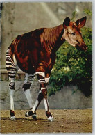 51028807 - Okapi, Zoo Frankfurt - Other & Unclassified