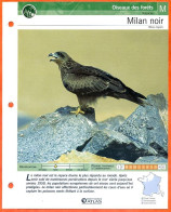 MILAN NOIR Oiseau Illustrée Documentée  Animaux Oiseaux Fiche Dépliante - Tiere