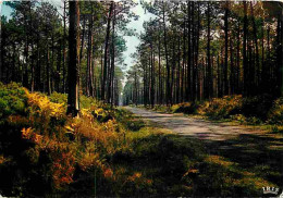 40 - Landes - Foret Landaise - Gascogne - La Pinède - CPM - Voir Scans Recto-Verso - Autres & Non Classés