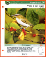 VIREO A OEIL ROUGE Oiseau Illustrée Documentée  Animaux Oiseaux Fiche Dépliante - Dieren