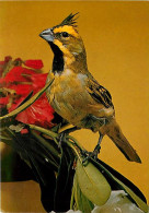 Animaux - Oiseaux - Cardinal Vert - CPM - Voir Scans Recto-Verso - Oiseaux