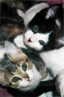 Animaux - Chats - CPM - Voir Scans Recto-Verso - Chats
