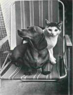 Animaux - Chats - CPM - Voir Scans Recto-Verso - Cats