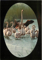 Oiseaux - Flamants Roses - Camargue - Flamingos - CPM - Voir Scans Recto-Verso - Birds