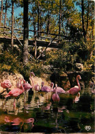 Oiseaux - Flamants Roses - Les Mathes - Zoo De La Palmyre - Flamingos - CPM - Voir Scans Recto-Verso - Uccelli