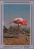 Oiseaux - Flamants Roses - Camargue - Flamingos - CPM - Voir Scans Recto-Verso - Vögel