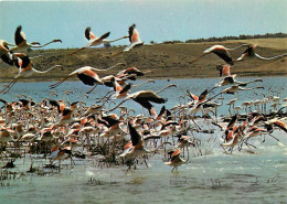 Oiseaux - Flamants Roses - Camargue - Flamingos - CPM - Voir Scans Recto-Verso - Vögel