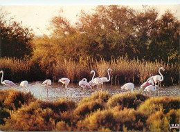 Oiseaux - Flamants Roses - Camargue - Flamingos - CPM - Voir Scans Recto-Verso - Birds