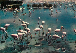 Oiseaux - Flamants Roses - Camargue - Flamingos - CPM - Voir Scans Recto-Verso - Vögel