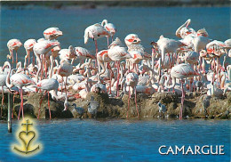 Oiseaux - Flamants Roses - Camargue - Flamingos - CPM - Voir Scans Recto-Verso - Oiseaux