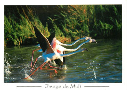 Oiseaux - Flamants Roses - Flamingos - CPM - Voir Scans Recto-Verso - Oiseaux