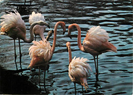 Oiseaux - Flamants Roses - Camargue - Flamingos - CPM - Voir Scans Recto-Verso - Vögel