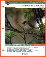ZOSTEROPS DE LA REUNION Oiseau Illustrée Documentée  Animaux Oiseaux Fiche Dépliante - Animaux