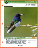 COLIBRI JACOBIN Oiseau Illustrée Documentée  Animaux Oiseaux Fiche Dépliante - Dieren