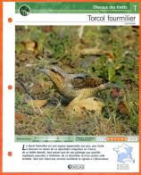 TORCOL FOURMILIER Oiseau Illustrée Documentée  Animaux Oiseaux Fiche Dépliante - Animaux