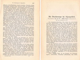 A102 1479 Dalla Torre Drachensage Alpen Mythologie Artikel 1887 - Altri & Non Classificati