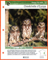 CHEVECHETTE D'EUROPE Oiseau Illustrée Documentée  Animaux Oiseaux Fiche Dépliante Animal - Dieren