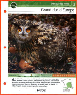 GRAND DUC D'EUROPE Oiseau Illustrée Documentée  Animaux Oiseaux Fiche Dépliante Animal - Dieren