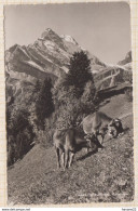 8AK3658 BRAUNWALD - Ortstock Vaches 2  SCANS - Braunwald