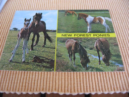 CAVALLI - NEW FOREST CL VG   Qui Entrate! - Pferde