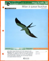 MILAN A QUEUE FOURCHUE Oiseau Illustrée Documentée  Animaux Oiseaux Fiche Dépliante - Tiere