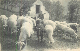 PYRENEES  Moutons Au Pâturage  2 Scans - Midi-Pyrénées